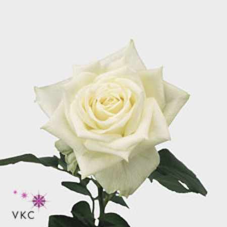 Rose Blanche Avalanche 80cm