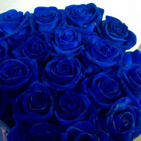 Rose Bleue Vendela 80cm