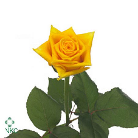 Rose Jaune Tara 80cm