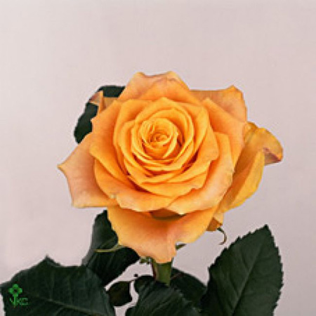 Rose Orange Marie-Claire 80cm