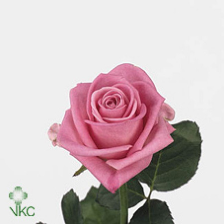 Rose Rose Aqua 80cm