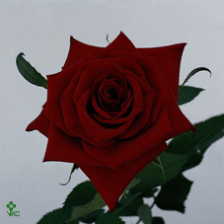 Rose Rouge Grand-Prix 80cm