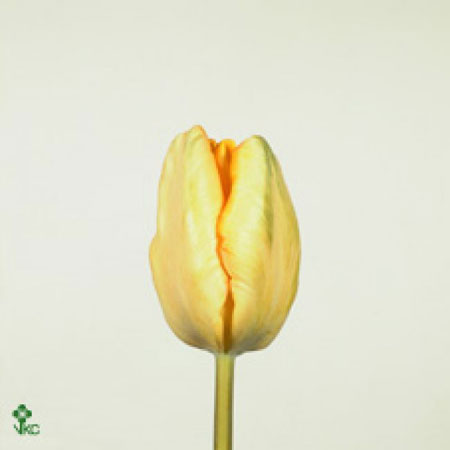Tulipe Abricot