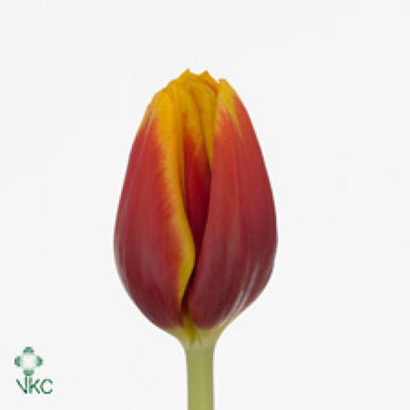 Tulipe Bicolore Rouge Jaune