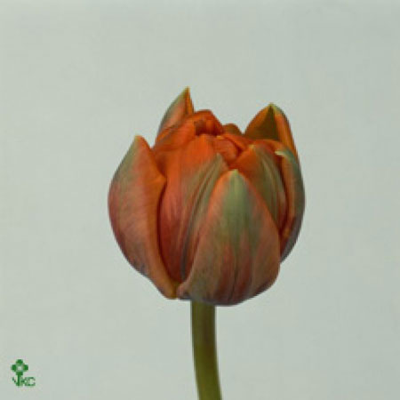 Tulipe Orange Double