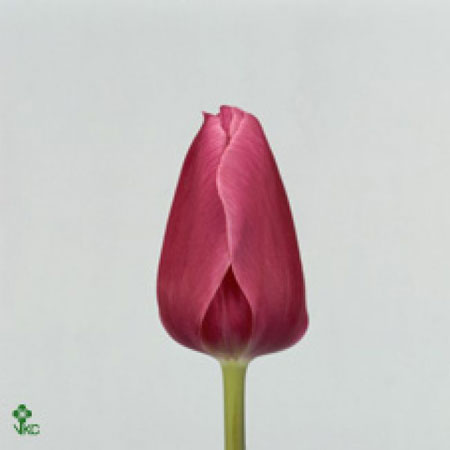 Tulipe Rose