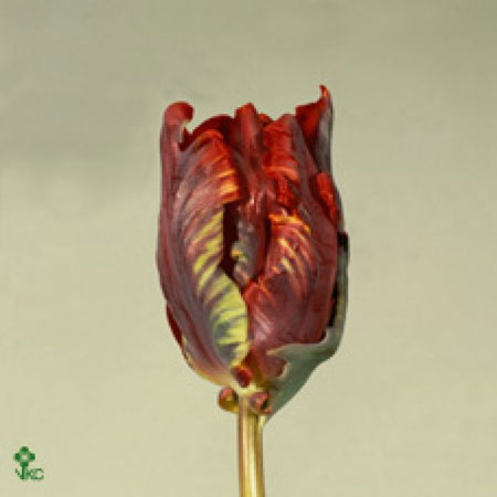 Tulipe Rouge Rococo