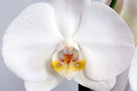 Phalaenopsis Blanc
