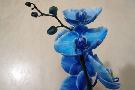 Phalaenopsis Bleu