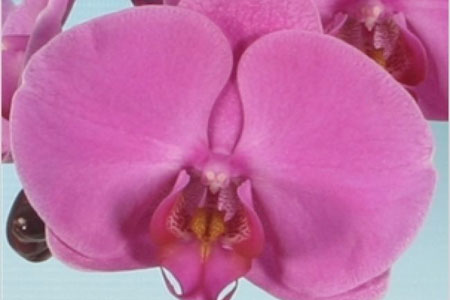 Phalaenopsis Mauve