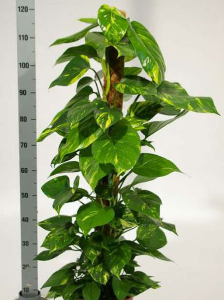 Philodendron Scindapsus Aureum