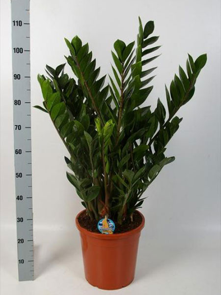 Zamioculcas Zamiifolia