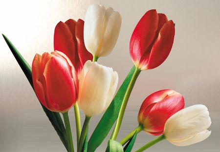 Tulipes en Promotion