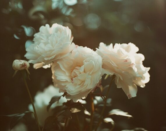 pivoines